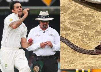 लीजेंड्स लीग क्रिकेट खेल रहे मिचेल जॉनसन के कमरे में मिलने पहुंचा अनचाहा मेहमान