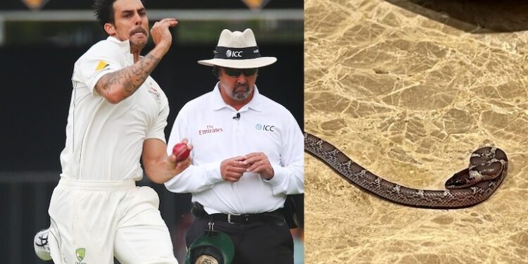 लीजेंड्स लीग क्रिकेट खेल रहे मिचेल जॉनसन के कमरे में मिलने पहुंचा अनचाहा मेहमान